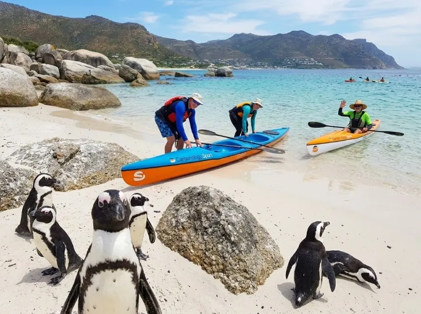 Paddlers preparing kayaks on the beach while African penguins stand among the boulders
