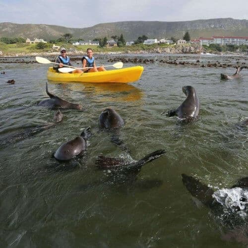 Sea Kayaking — Hermanus Walker Bay