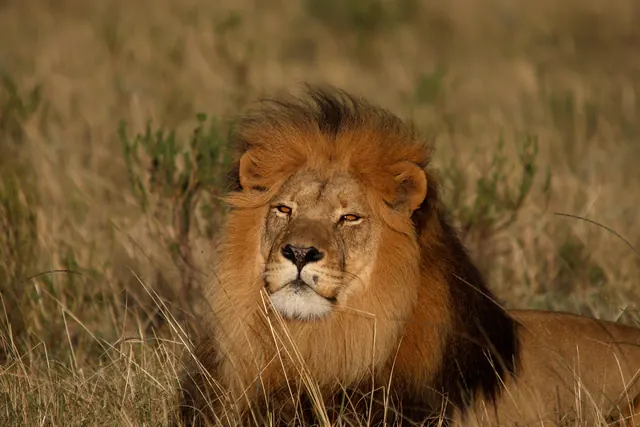 Male lion resting in golden grass at Botlierskop
