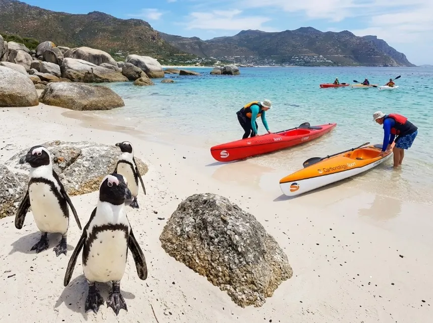 African penguins on the beach as paddlers set off across calm False Bay water