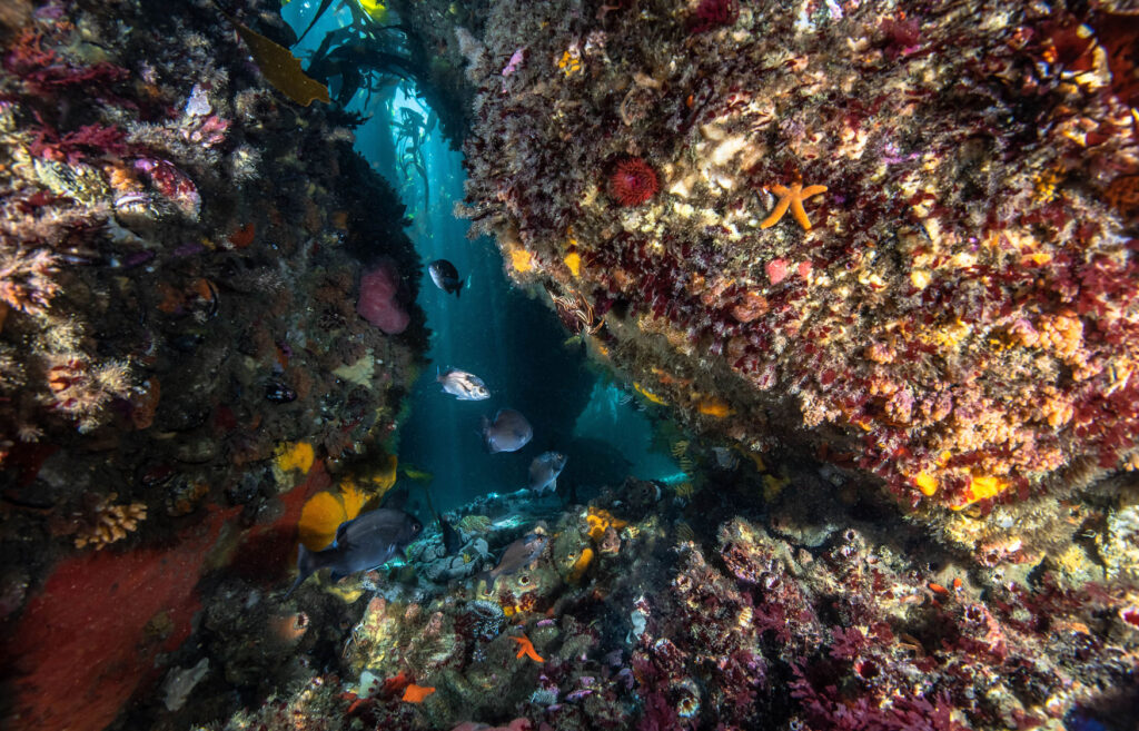 Colourful reef diving in False Bay, Simon's Town, Cape Town