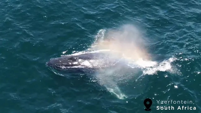 Humpback Whale blow catching the sunlight in a rainbow mist off Yzerfontein
