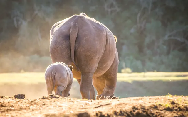 White rhino with calf at Botlierskop