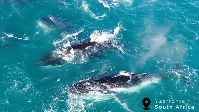 Group of Humpback Whales breaking the surface during a West Coast feeding event