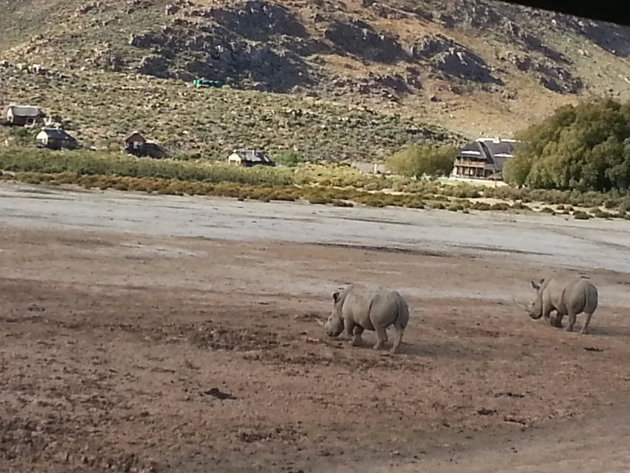 Twee neushoorns steken het open reservaatlandschap bij Aquila over.