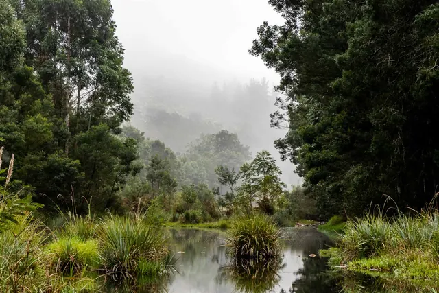 Misty river and forest scenery on Botlierskop Private Game Reserve