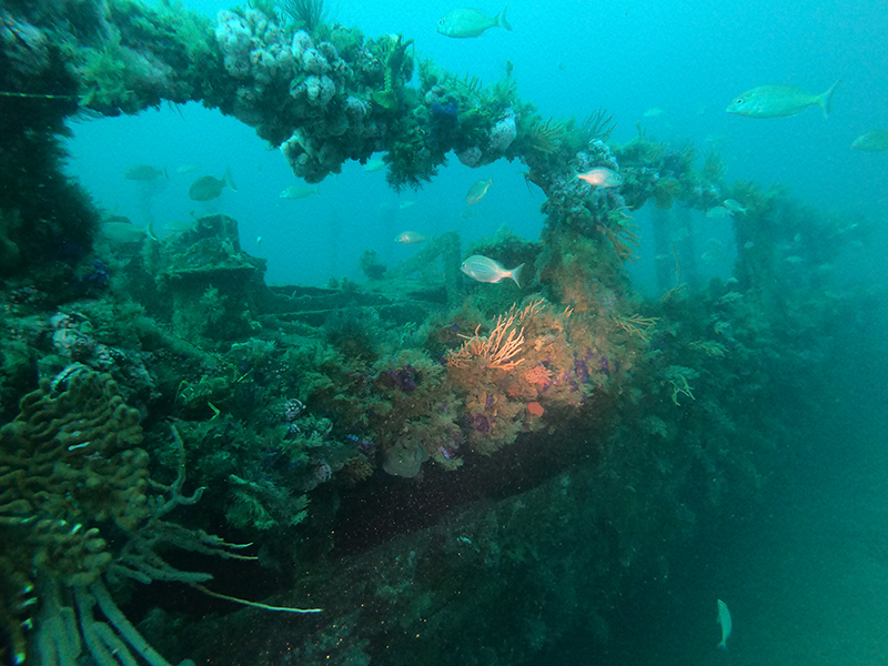 Shipwreck diving in Cape Town's waters near Simon's Town