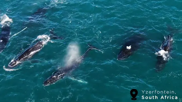 Aerial view of many Humpback Whales feeding together in a supergroup off Yzerfontein