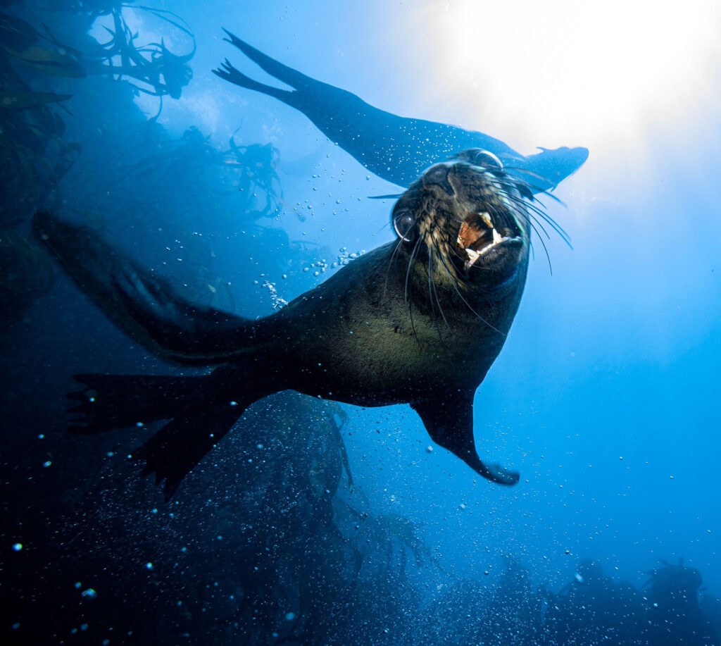 Scuba diver swimming with Cape Fur Seals in Simon's Town, Cape Town