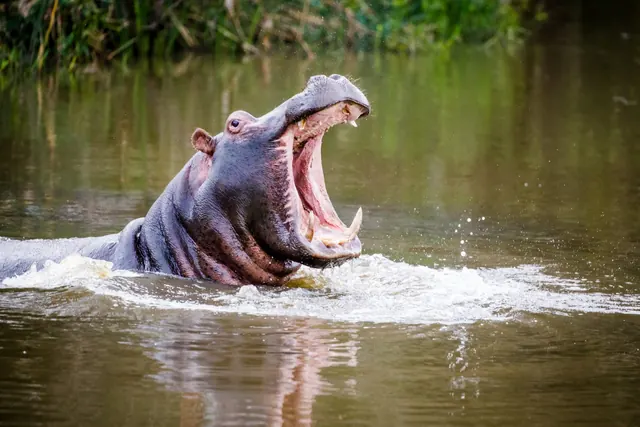 Hippo yawning in the river at Botlierskop