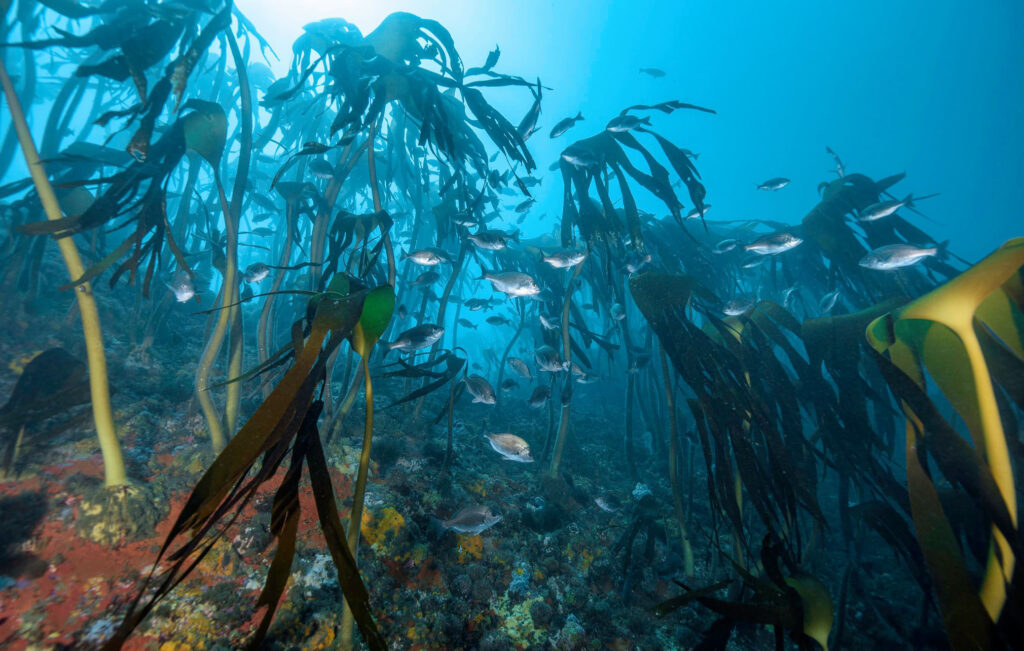 Scuba diving in Simon's Town Cape Town — kelp forest diving in the Great African Sea Forest