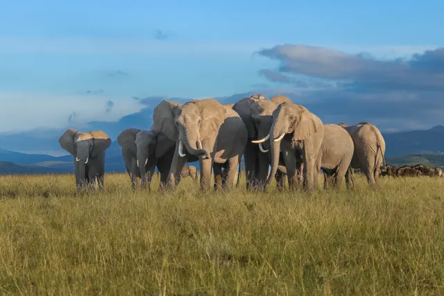 Elephant herd on open grassland at Botlierskop Private Game Reserve, Garden Route