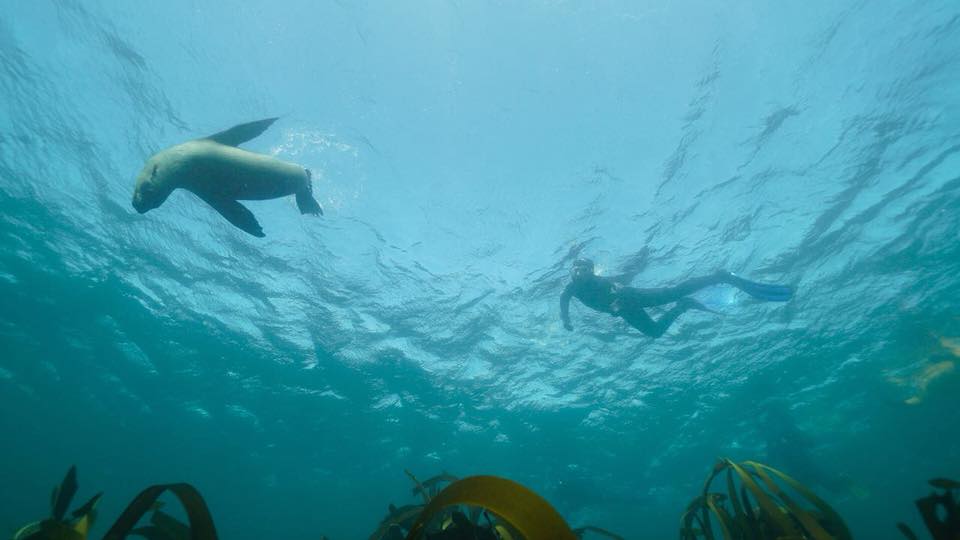 Cape Fur Seal swimming alongside a snorkeler beneath the surface in Hout Bay