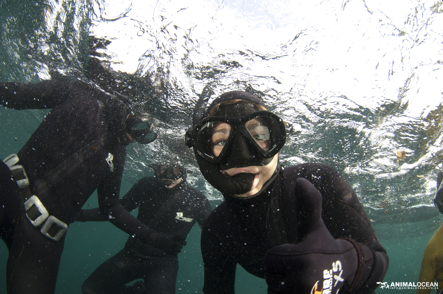 Snorkeler giving a thumbs up underwater during a Cape Town seal snorkeling trip