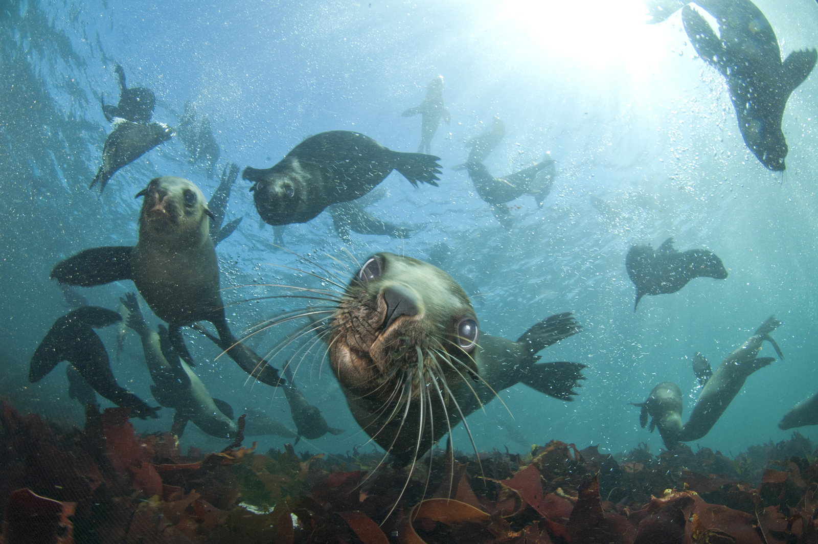 Curious Cape Fur Seal swimming up close to snorkelers at Duiker Island, Hout Bay