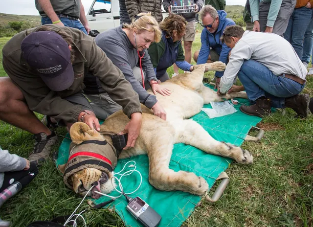 Guests watching a veterinary procedure on a sedated lion during a Botlierskop veterinary safari