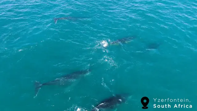 Humpback Whales visible beneath clear Atlantic water off the Cape West Coast