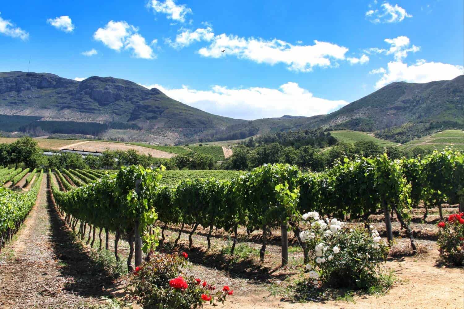 Cape Winelands vineyards and mountains — Cape Winelands Tour