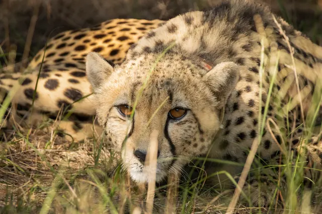Cheetah lying low in long grass at Botlierskop