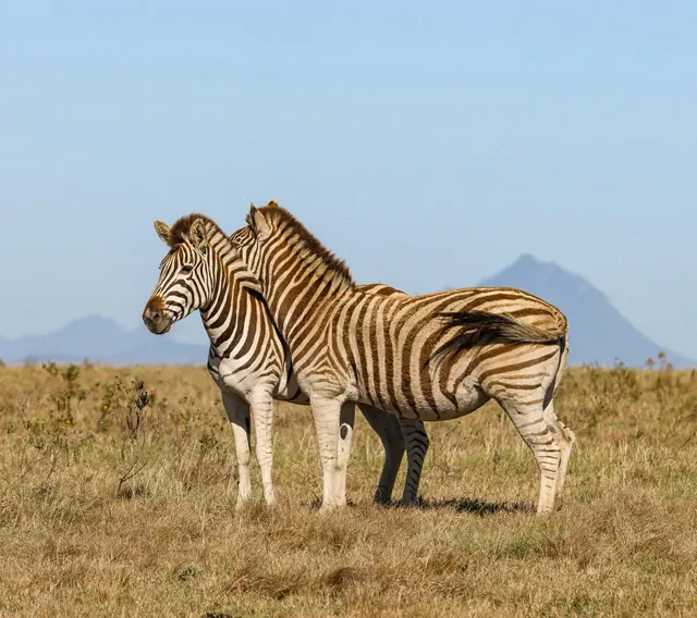 Two zebras on open grassland with mountains behind, Botlierskop