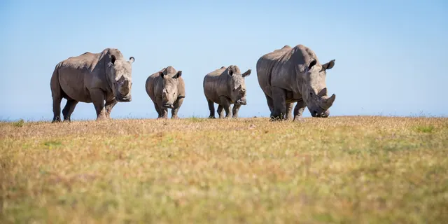 Four white rhinos grazing on grassland at Botlierskop