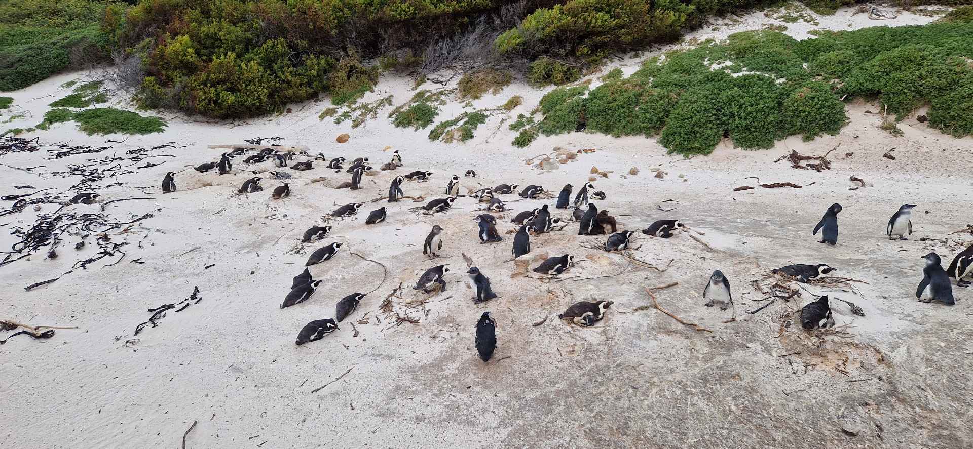 African penguins gathered on the sand at Boulders Beach