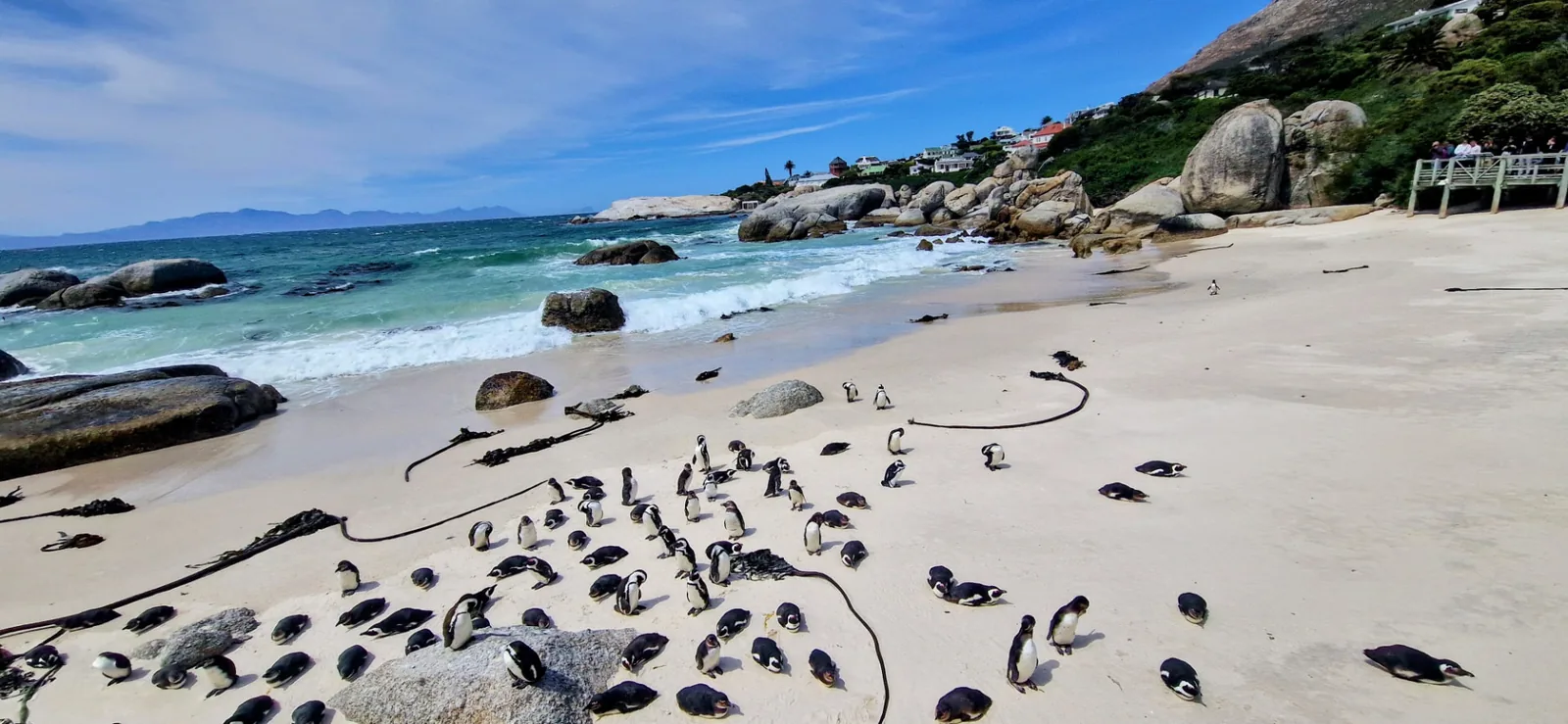 African penguins on the sand at Boulders Beach on the Cape Peninsula