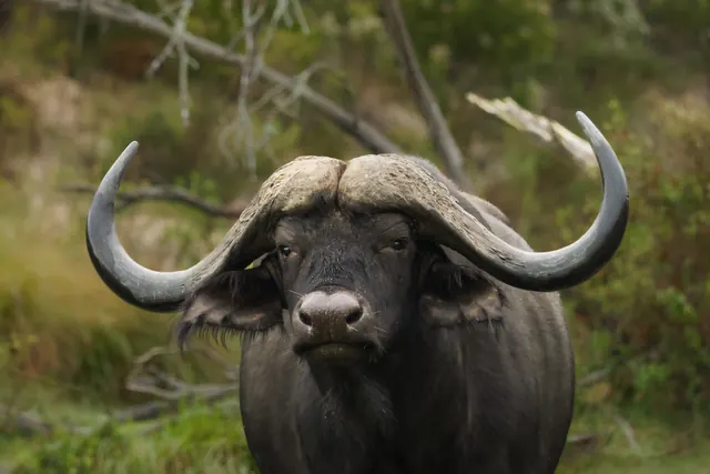 Cape buffalo bull among bushveld at Botlierskop