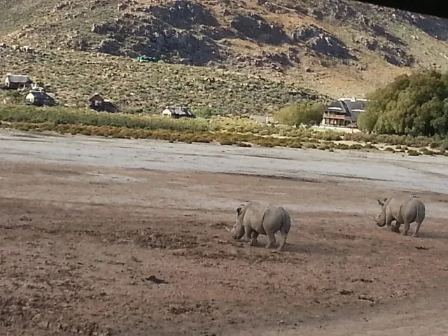 White rhinos grazing at Aquila Private Game Reserve in the Cape Karoo