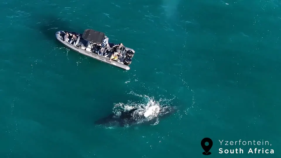 Expedition boat beside a surfacing Humpback Whale off Yzerfontein, aerial view