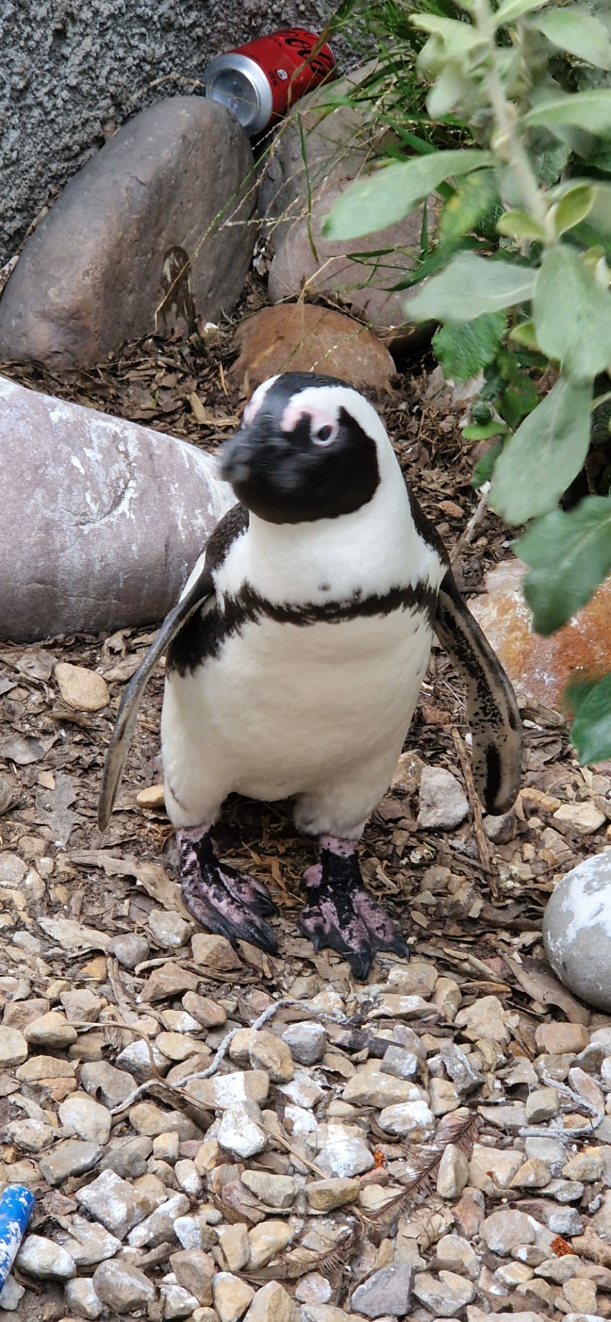 African penguin at the Boulders Beach colony