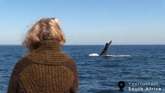 Guest on the expedition boat watching a Humpback Whale tail display off Yzerfontein