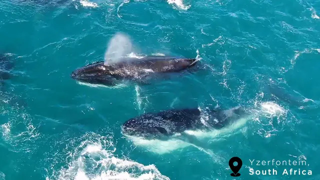 Two Humpback Whales surfacing and feeding close together off Yzerfontein