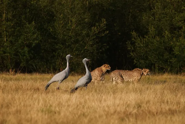Two cheetahs and two blue cranes on grassland at Botlierskop
