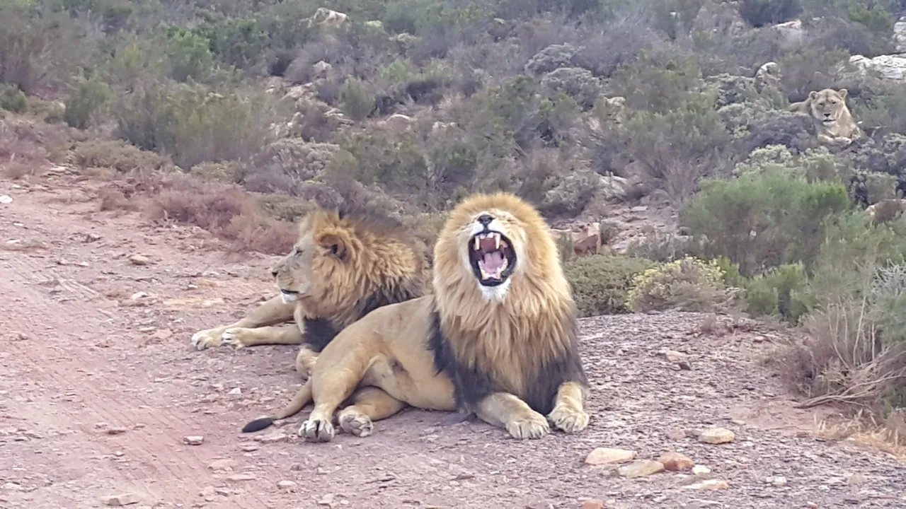 Drie leeuwen rusten in het Karoo-landschap van Aquila Private Game Reserve.