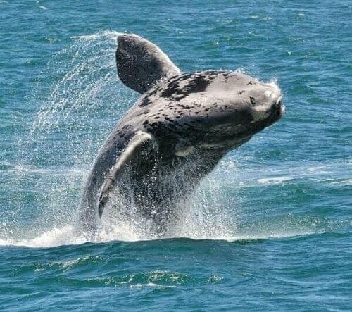 Southern Right Whale off Hermanus — Hermanus Day Tour