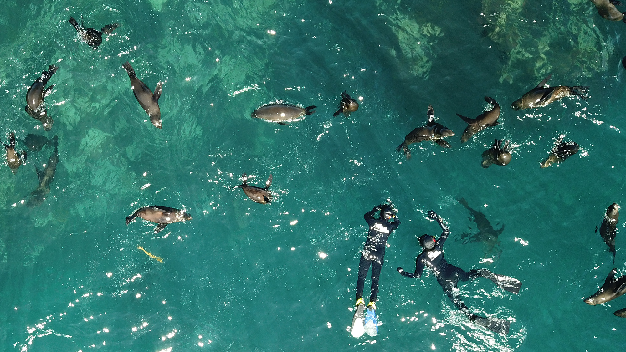 Aerial view of snorkelers floating among a pod of Cape Fur Seals in turquoise water