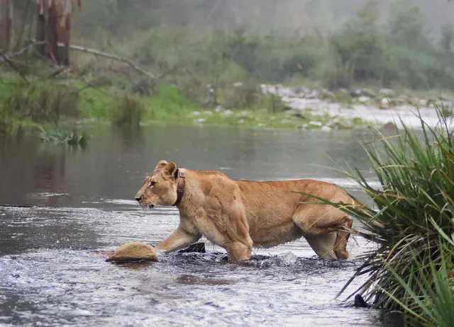 Lioness crossing a river at Botlierskop