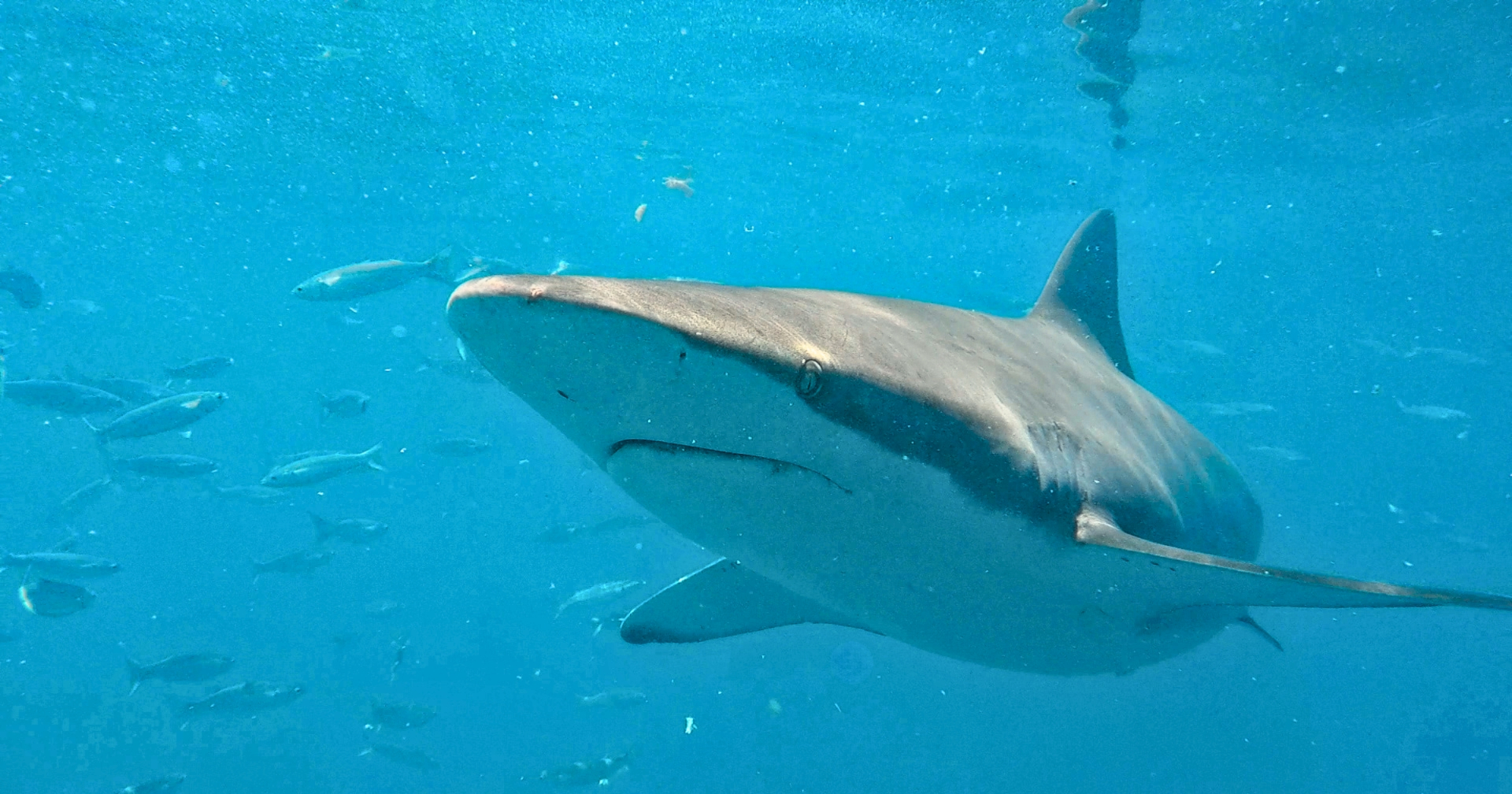 Cape Town Shark Cage Diving — 2026 Rates