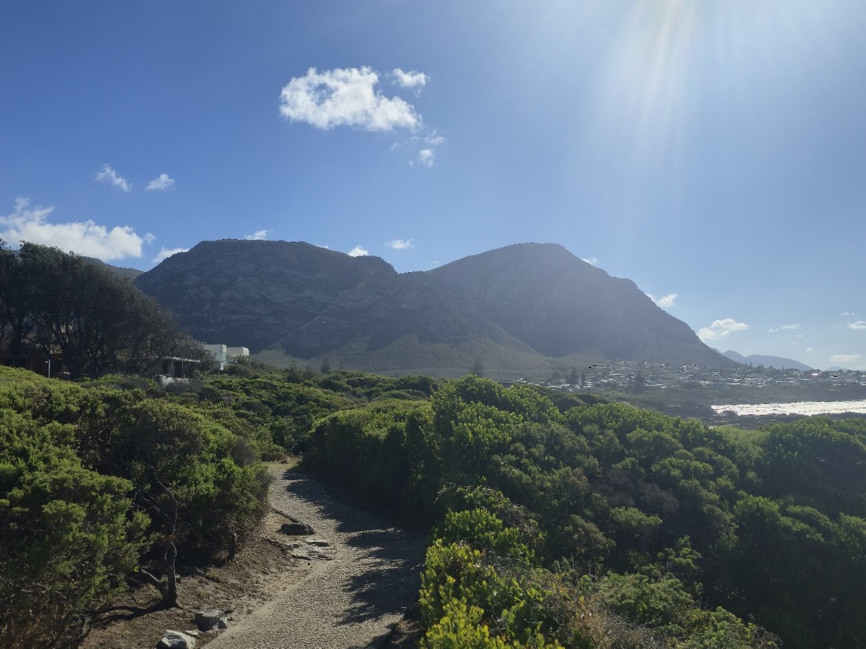 Hermanus cliff path walk through coastal fynbos