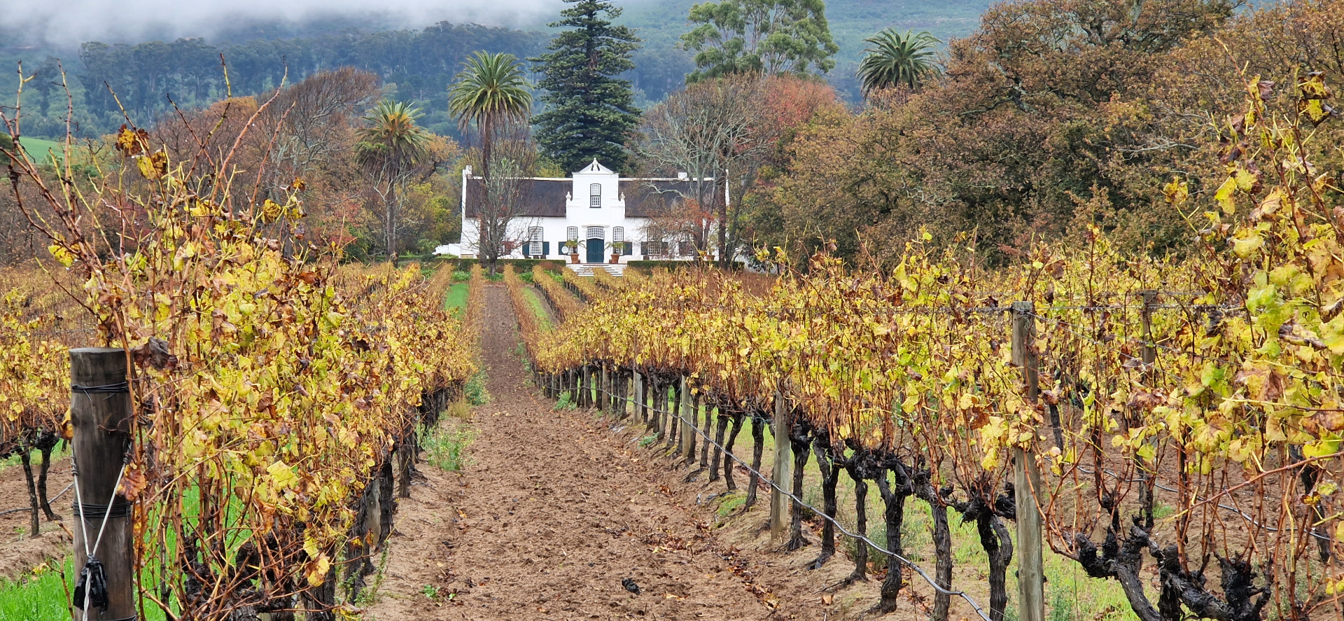 Private Constantia Wine Tour — Cape Town, South Africa
