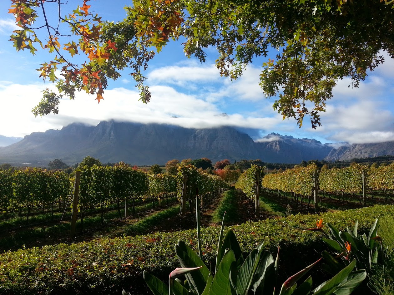 Stellenbosch vineyards framed by autumn oak leaves with mountain backdrop