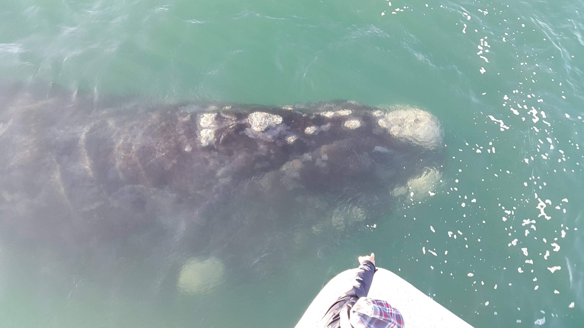 Gansbaai Marine Big 5 Tour