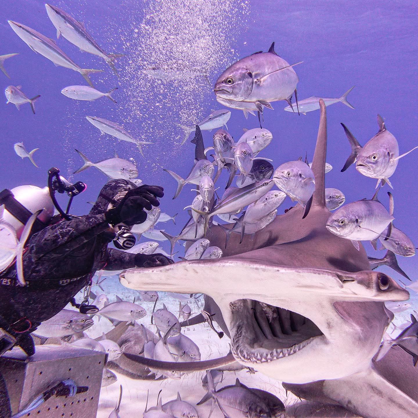 Great hammerhead shark and diver during the Sardine Run