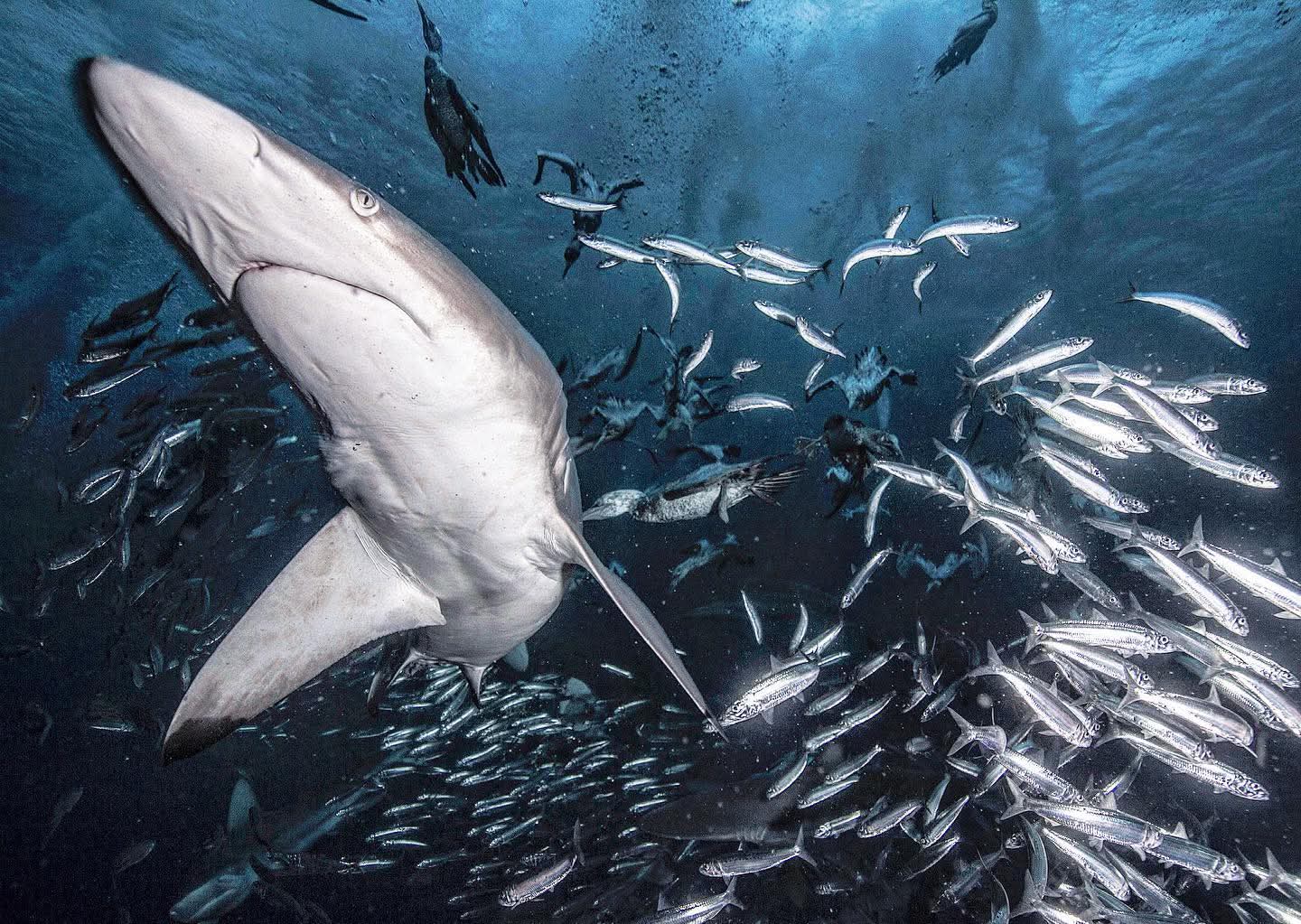 Shark hunting through a sardine bait ball with diving Cape Gannets