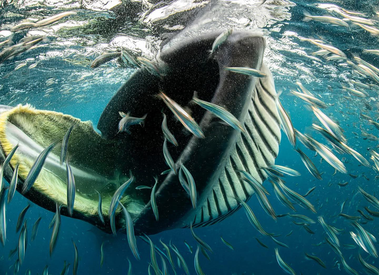 Whale lunge-feeding on a sardine bait ball