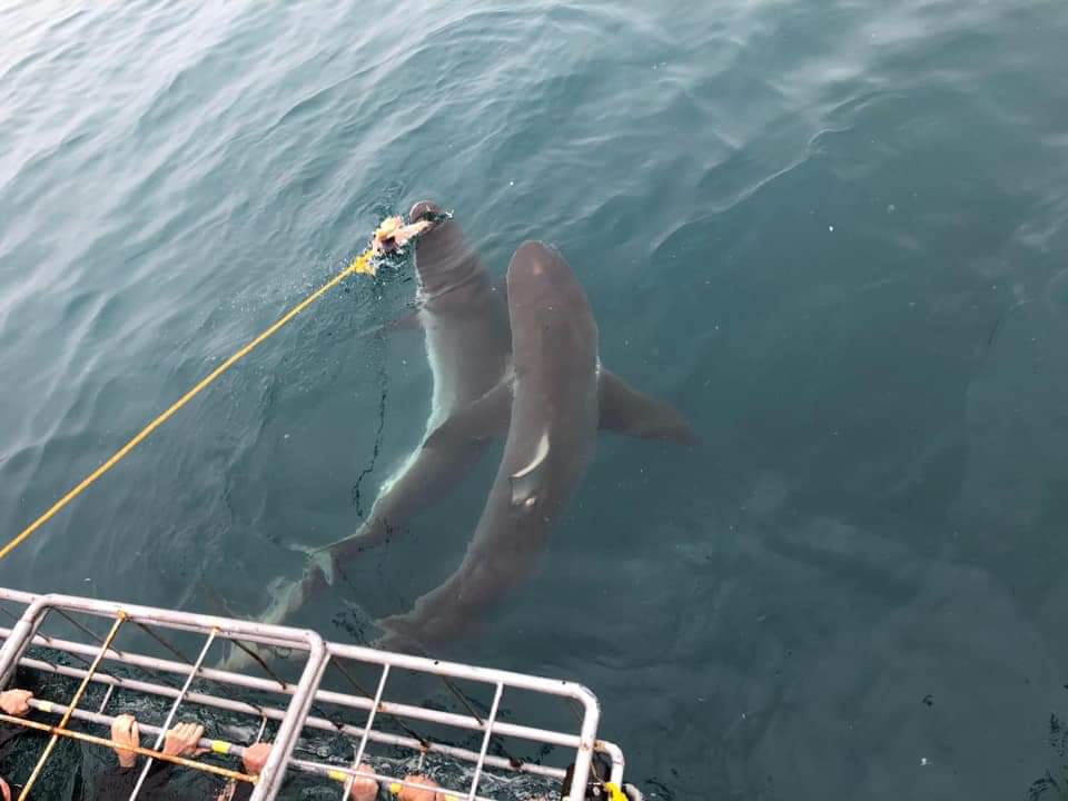Shark Cage Diving