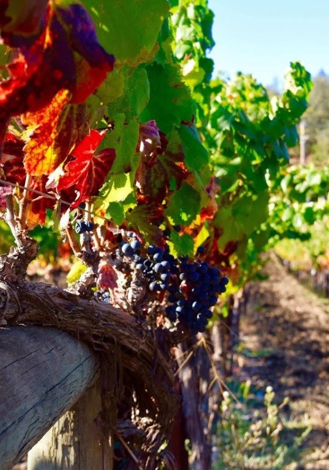 Ripe Pinot Noir grapes on the vine, Hemel-en-Aarde cool-climate wine region