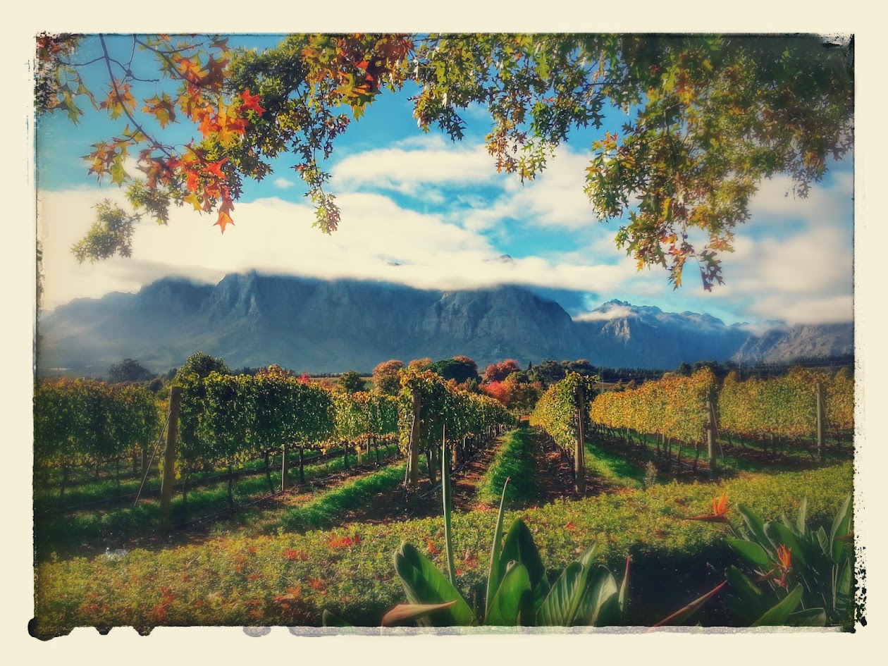 Boutique Hemel-en-Aarde wine estate vineyards in autumn colours